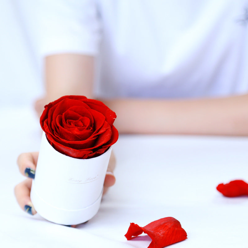 Preserved Flower Flower Pot 1 A- Grade Rose