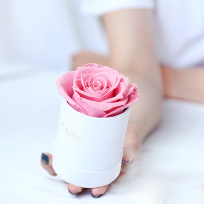 Preserved Flower Flower Pot 1 A- Grade Rose